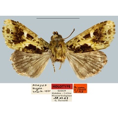 /filer/webapps/moths/media/images/N/nigra_Nyodes_HT_MNHN.jpg