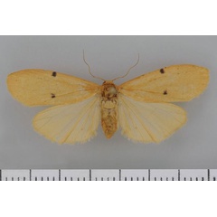 /filer/webapps/moths/media/images/C/costimacula_Architosia_AF_Kruger32.jpg