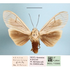 /filer/webapps/moths/media/images/A/androfusca_Amerila_AM_MGCLa_02.JPG