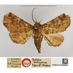 /filer/webapps/moths/media/images/M/metasarca_Eutelia_HT_NHMUK.jpg