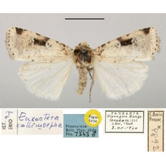 /filer/webapps/moths/media/images/C/callimorpha_Euxootera_PT_BMNH.jpg