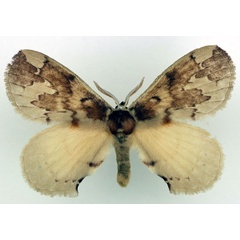 /filer/webapps/moths/media/images/P/plagiatus_Stenoglene_AM_Basquin.jpg