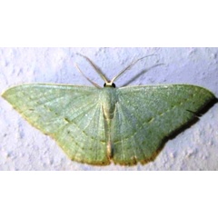 /filer/webapps/moths/media/images/O/obversata_Traminda_A_Sydes.jpg