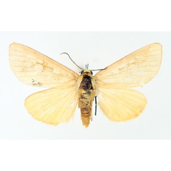 /filer/webapps/moths/media/images/F/flavigutta_Rhanidophora_AM_TMSA_02.jpg