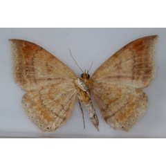 /filer/webapps/moths/media/images/M/macronephra_Achaea_HT_RMCA_02.jpg