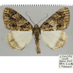 /filer/webapps/moths/media/images/A/arcuata_Xylopteryx_AM_ZSMa.jpg