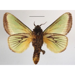 /filer/webapps/moths/media/images/E/euchlora_Parasa_A_MGCLb_01.jpg