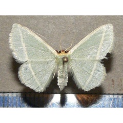 /filer/webapps/moths/media/images/V/viridans_Mixocera_A_Goff_01.jpg