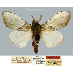 /filer/webapps/moths/media/images/A/ambodiriana_Fanala_HT_MNHN.jpg