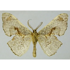 /filer/webapps/moths/media/images/C/conformis_Xenimpia_AM_ZSMb.jpg