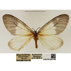 /filer/webapps/moths/media/images/A/albabasis_Staphylinochrous_A_NHMUK_01.jpg