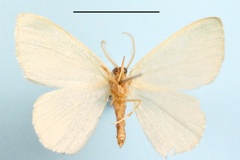 Heterorachis simplicissima