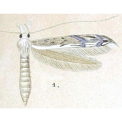 /filer/webapps/moths/media/images/V/veneranda_Epicephala_HT_Meyrick_8-1.jpg