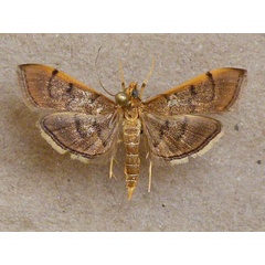 /filer/webapps/moths/media/images/I/indicata_Omiodes_A_Butler_03.jpg