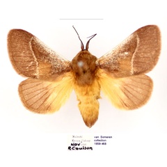 /filer/webapps/moths/media/images/A/albicosta_Latoia_AM_BMNH_xX4cXmZ.jpg