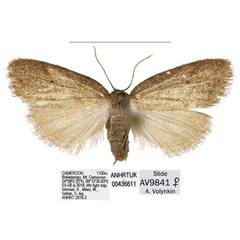 /filer/webapps/moths/media/images/C/corniculata_Spatulosia_AF_ANHRT.jpg