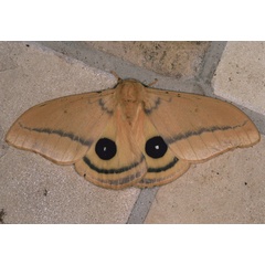 /filer/webapps/moths/media/images/H/hyperbius_Cinabra_A_Roland_08.jpg