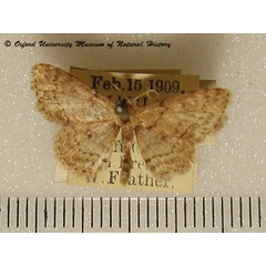 /filer/webapps/moths/media/images/S/sagittilinea_Scopula_A_OUMNH_01.jpg