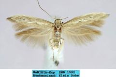 Scythris heniaeguttella