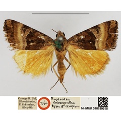 /filer/webapps/moths/media/images/C/catoxantha_Eustrotia_HT_NHMUK.jpg