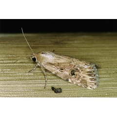 /filer/webapps/moths/media/images/S/stigmatia_Heliocheilus_F_Roland_01.jpg