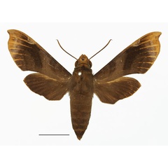 /filer/webapps/moths/media/images/A/albuquerqueae_Temnora_AF_Basquin.jpg