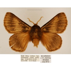 /filer/webapps/moths/media/images/Z/ziczac_Phyllalia_AM_TMSA_02.jpg