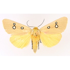 /filer/webapps/moths/media/images/P/phedonia_Rhanidophora_AF_TMSA_01.jpg