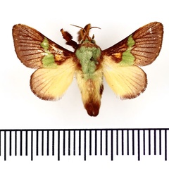 /filer/webapps/moths/media/images/D/divisa_Parasa_AM_BMNH.jpg