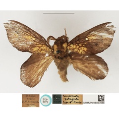 /filer/webapps/moths/media/images/P/patagiata_Pseudometa_HT_NHMUK.jpg