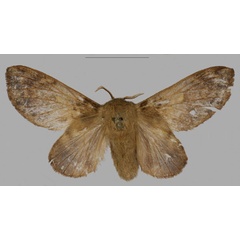 /filer/webapps/moths/media/images/B/barbarae_Pseudometa_PTF_Mueller_02.jpg