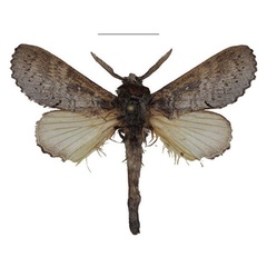 /filer/webapps/moths/media/images/M/mikemboensis_Bouyeria_HT_Cipolla.jpg
