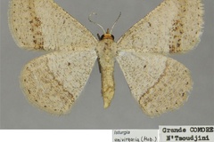 Isturgia univirgaria