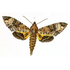 /filer/webapps/moths/media/images/S/solani_Sphinx_HT_Herrich-Schaffer_45-101.jpg