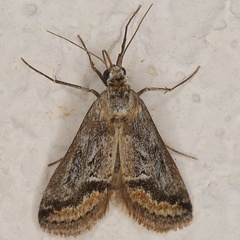 /filer/webapps/moths/media/images/E/ecrufa_Zebeeba_A_Heyns_02.jpg