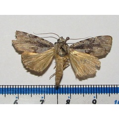 /filer/webapps/moths/media/images/A/acronyctoides_Tachosa_A_Goff_02.jpg