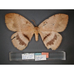 /filer/webapps/moths/media/images/V/viettei_Jana_HT_RMCA_01.jpg