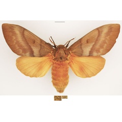 /filer/webapps/moths/media/images/R/robusta_Gonometa_AF_TMSA.jpg