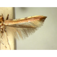 /filer/webapps/moths/media/images/R/rhusina_Caloptilia_HT_TMSA5637.jpg