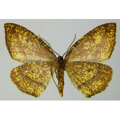 /filer/webapps/moths/media/images/S/sparsipuncta_Hylemera_AF_ZSMb.jpg