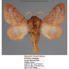 /filer/webapps/moths/media/images/P/punctifascia_Anadiasa_AM_Fiebig_01.jpg