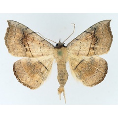 /filer/webapps/moths/media/images/A/arida_Pleuronodes_AM_TMSA_02.jpg