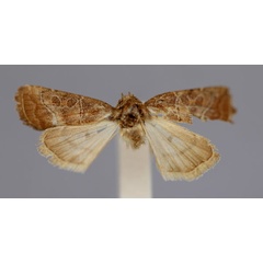 /filer/webapps/moths/media/images/E/emplecta_Elyptron_HT_RMCA_03.jpg