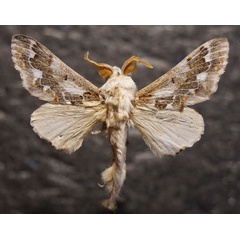 /filer/webapps/moths/media/images/A/acaciae_Streblote_AM_Stroehle.jpg