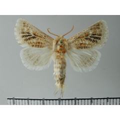 /filer/webapps/moths/media/images/A/albovenosa_Salagena_HT_NMNW.jpg