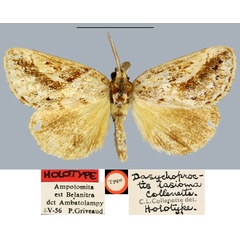 /filer/webapps/moths/media/images/L/lasioma_Dasychoproctis_HT_MNHN.jpg
