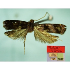 /filer/webapps/moths/media/images/A/ambliodes_Thubdora_HT_CMP.jpg