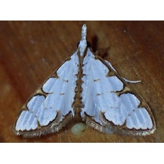 /filer/webapps/moths/media/images/M/metisalis_Cirrhochrista_A_Bippus.jpg