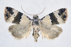 Maliattha subblandula