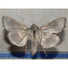 /filer/webapps/moths/media/images/P/phocea_Ctenoplusia_A_Goff_02.jpg